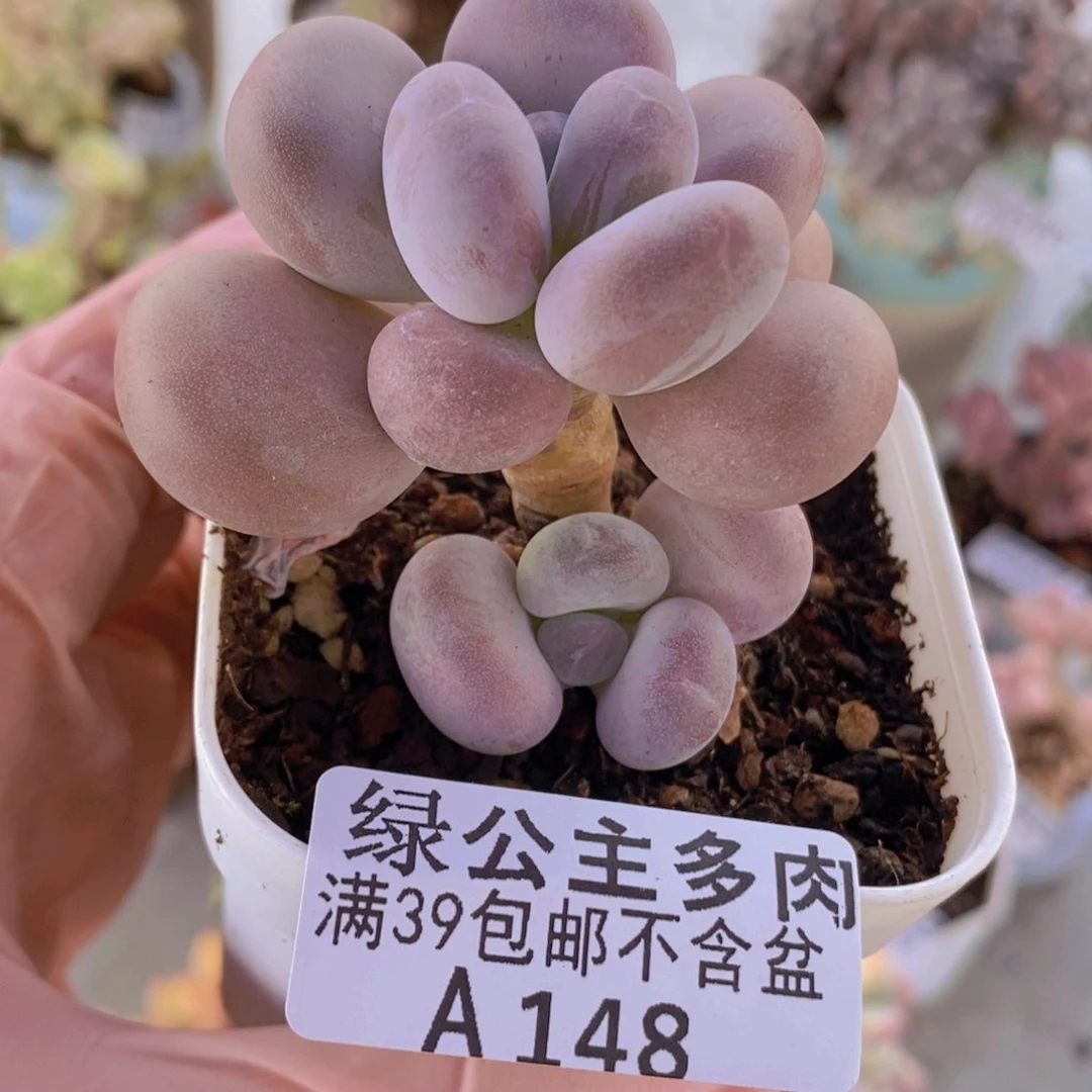 橙雪球5cm148多肉植物