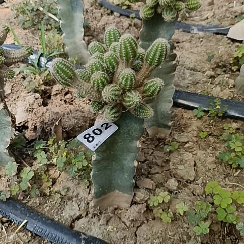 倩*处理白檀绿植一棵802