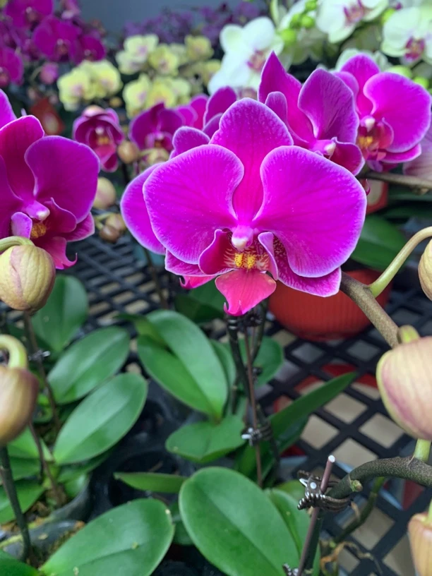 （金钻）紫红色蝴蝶兰