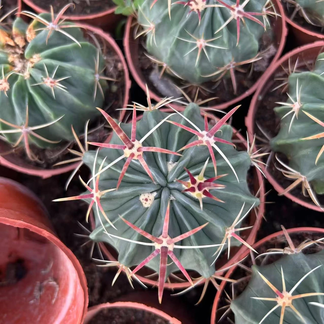 日出2颗  仙人球夏型种绿植盆栽桌面阳台办公室摆件