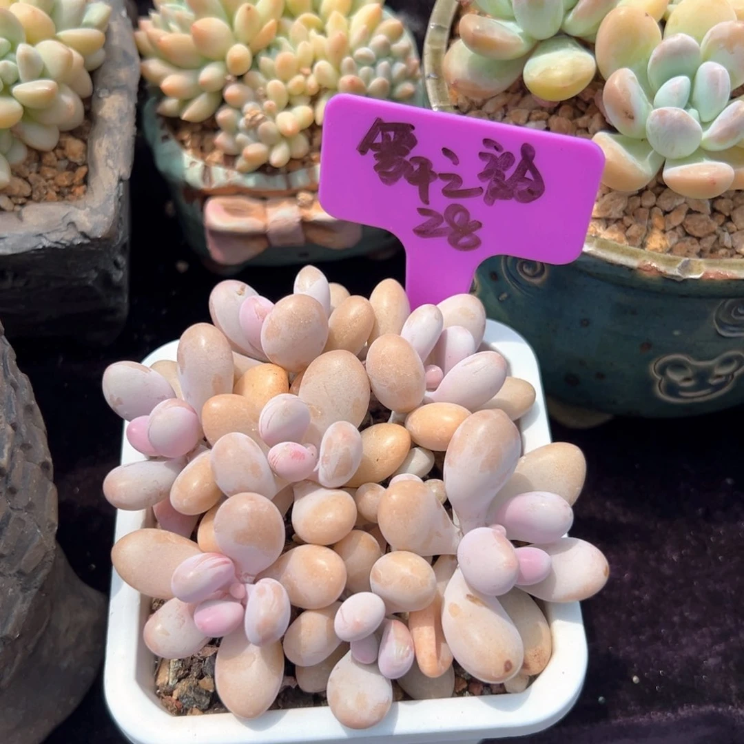 无花朵舞*韵11111111111