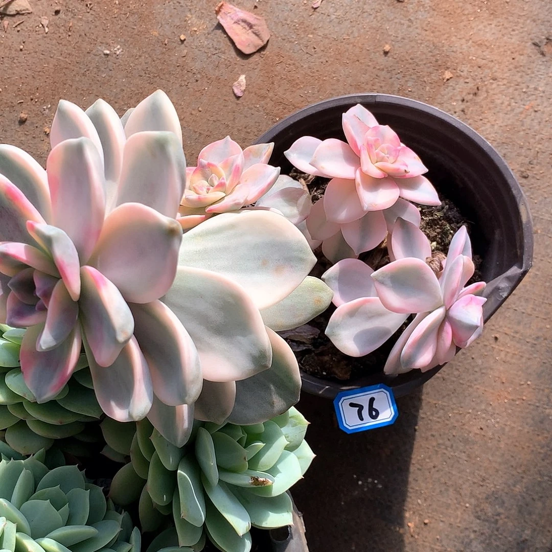 76紫乐锦 一物一拍多肉