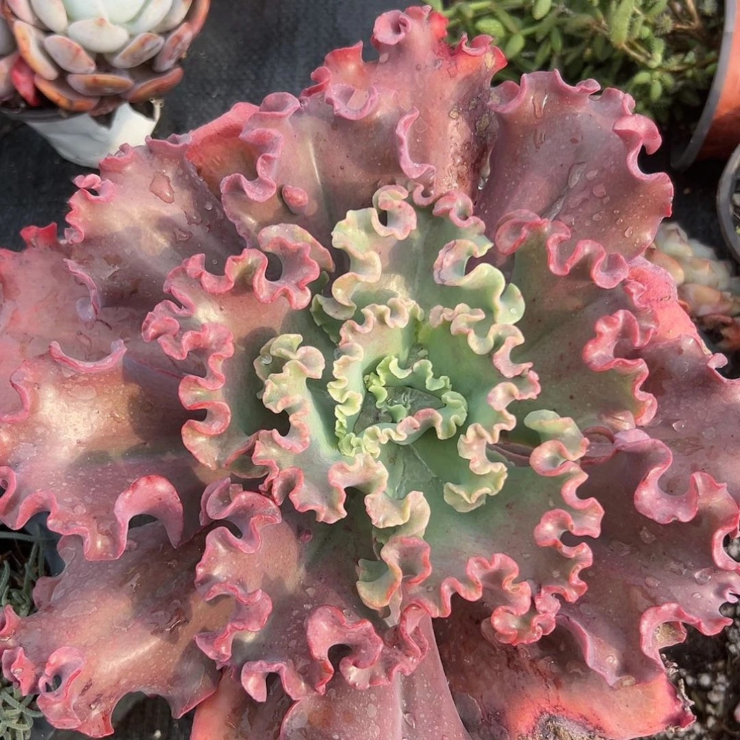 女王花笠杜呃呃呃呃呃呃呃，