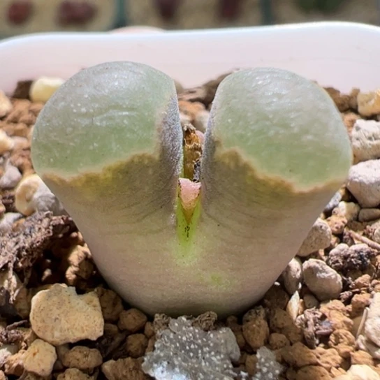 磁铁福利一颗851。