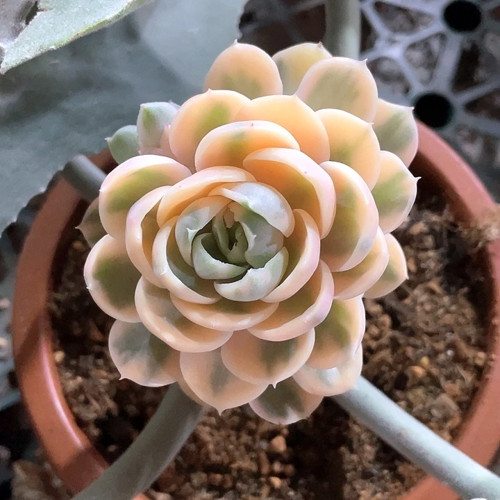 彩色绿体昂斯诺锦一物一拍