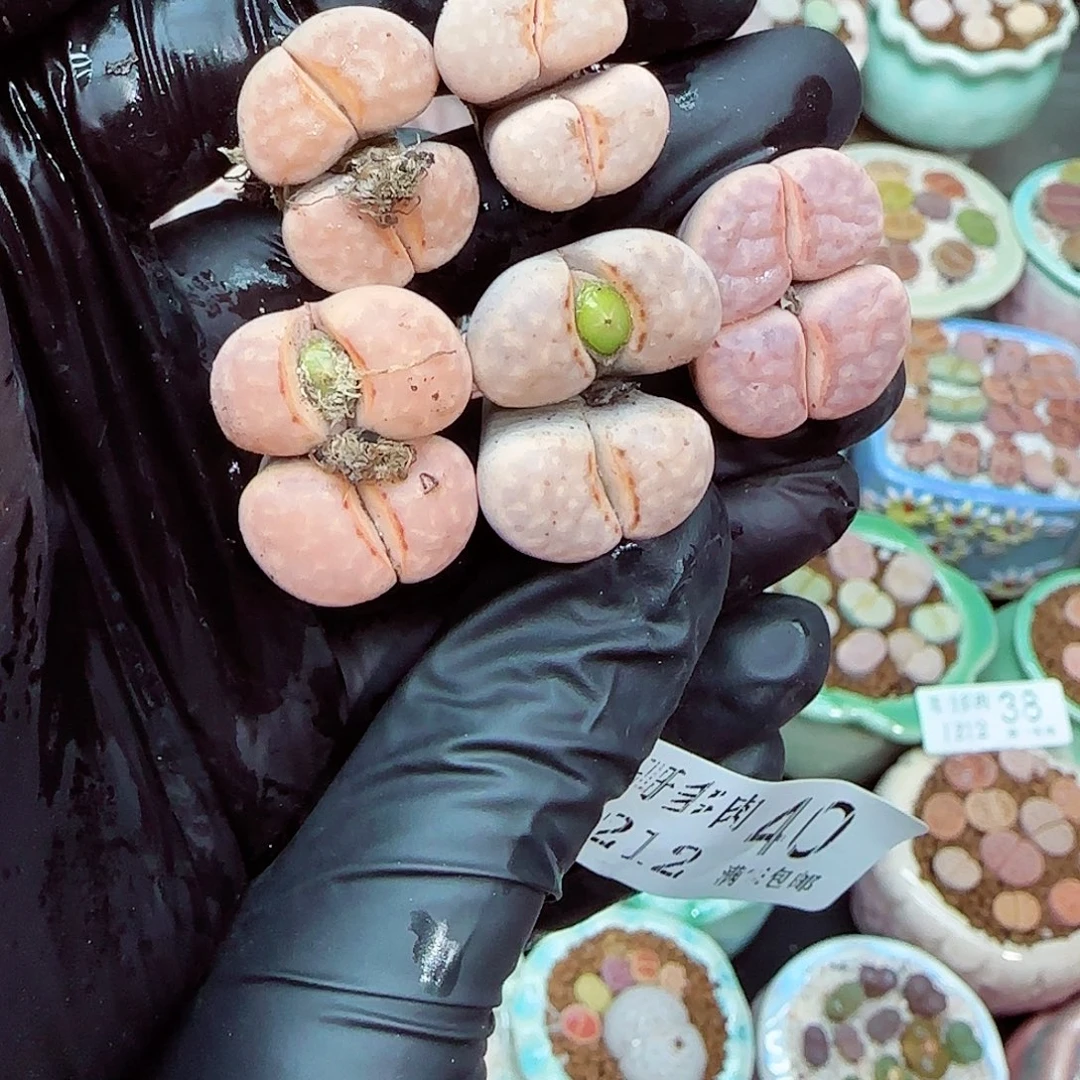 生石花满18包邮1212-40