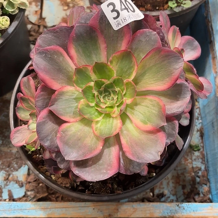 非***墨340纳福掌心多肉法师锦不包侧枝断枝