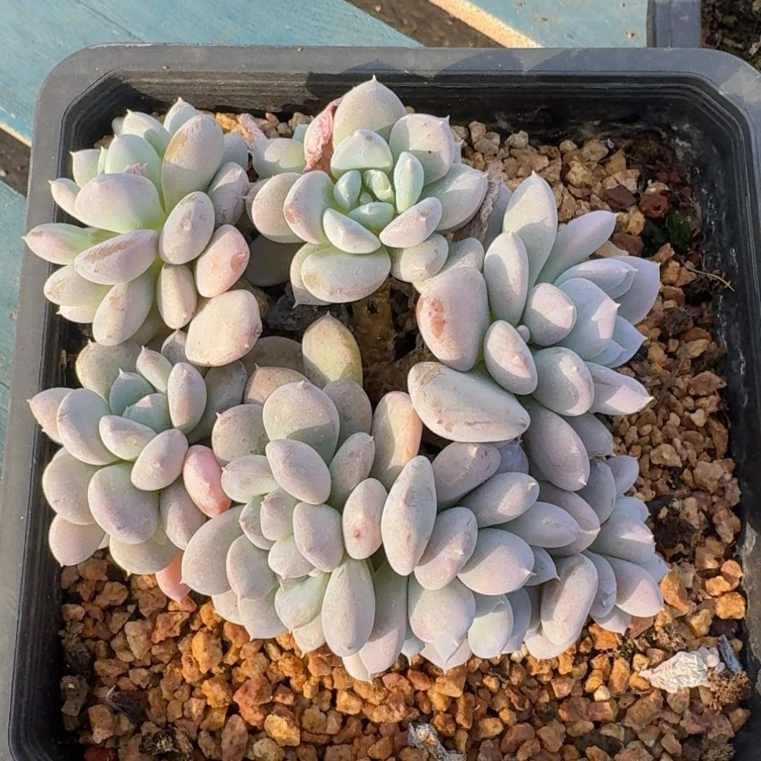 菩提子朵朵老桩一物一拍