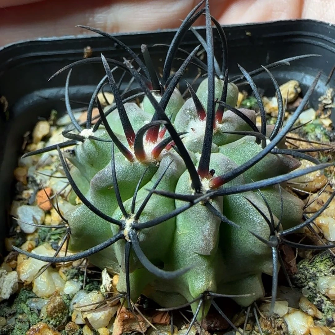 413实生欧系素装玉多肉