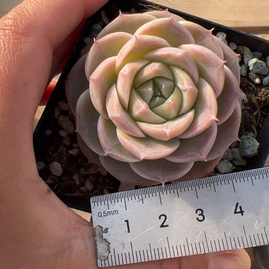 小*嗝434 多肉植物组合盆栽