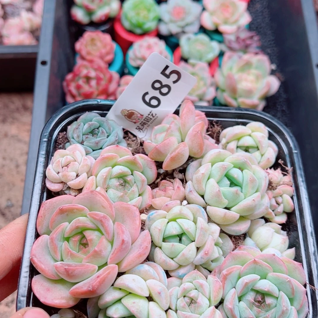 多肉植物多肉植物