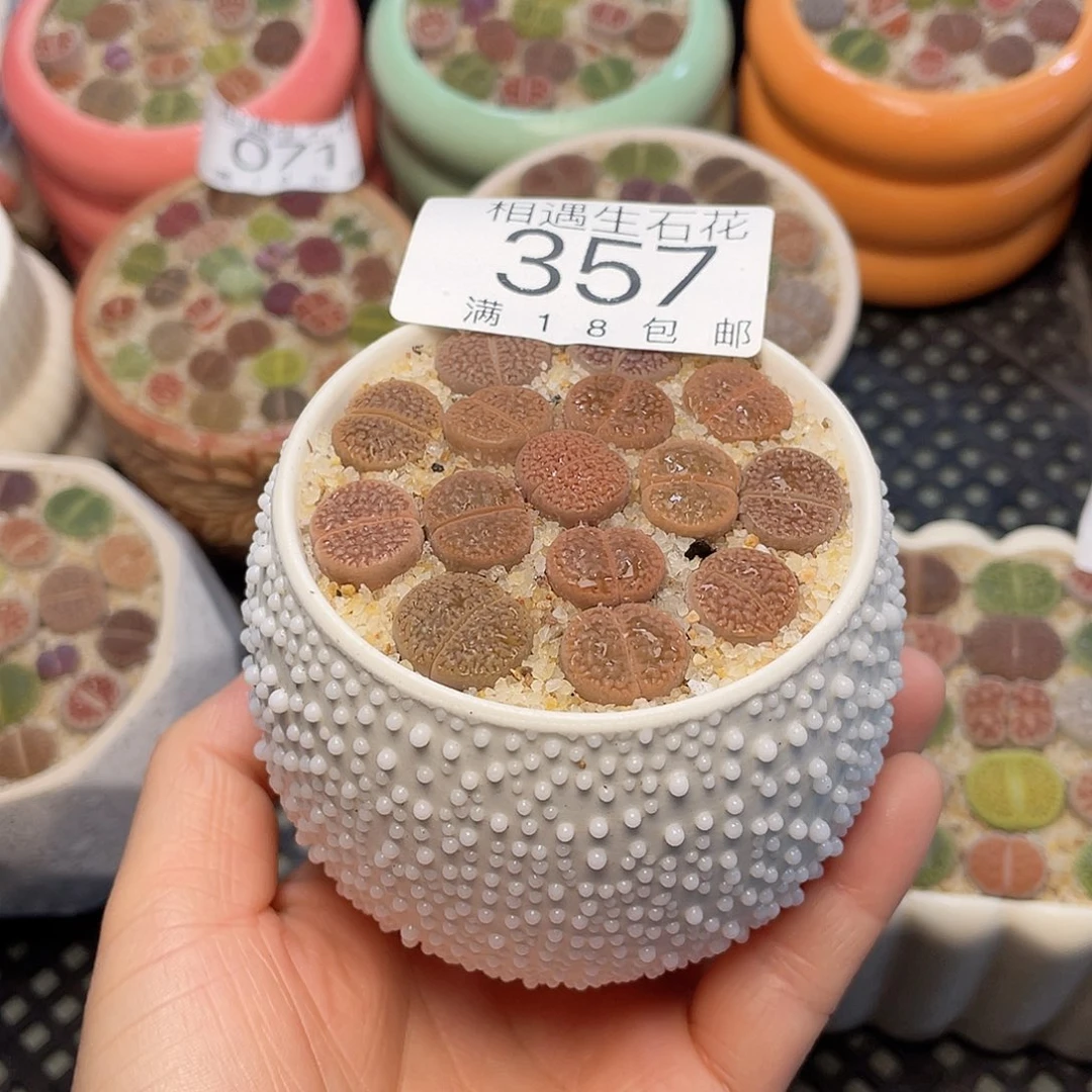 相遇开播福利357