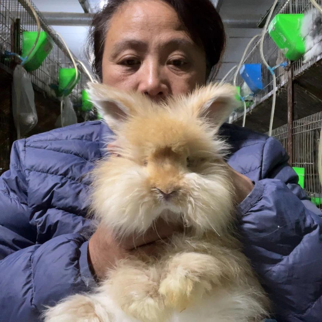 英系安哥拉宠物兔子