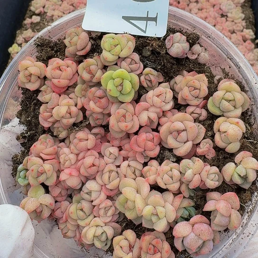 多肉植物多肉植物469