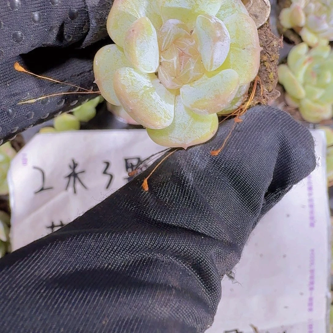 精品白恋两米三颗