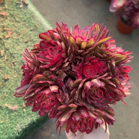 白月光朵朵多肉，