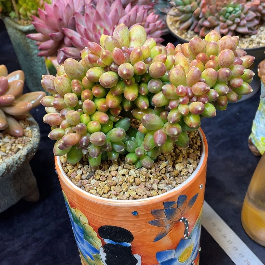 多肉植物脱土包邮