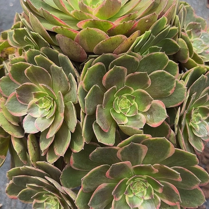 多肉植物福利060个
