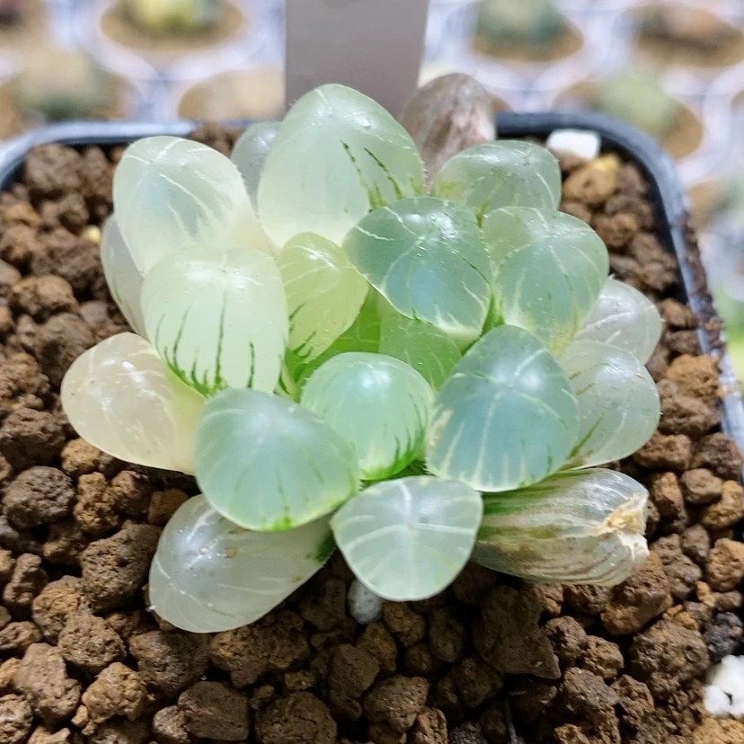 【闪购商品】3孙氏冰灯