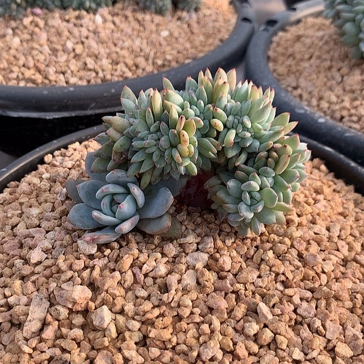 星影小叶朵朵缀一体