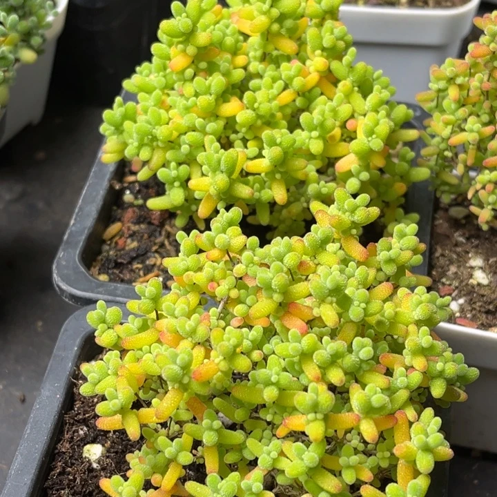 -***-密桔枝杆。