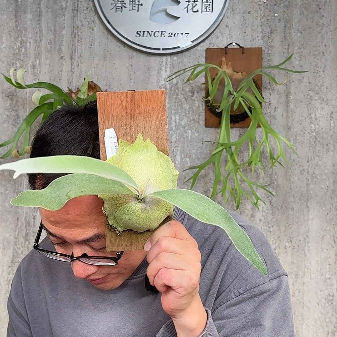 完全开放银叶银鹿鹿角蕨书签板春野花园