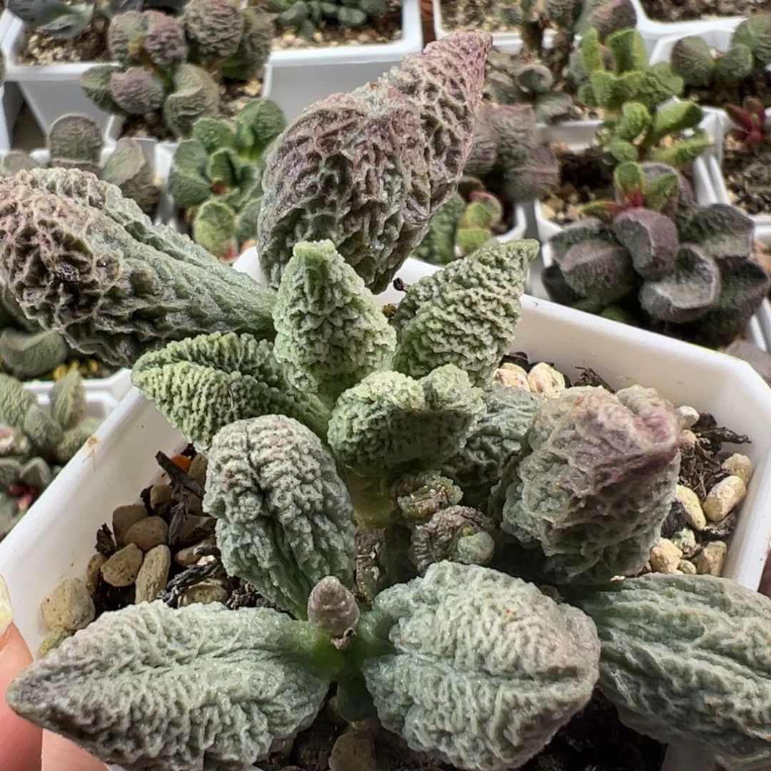 粉红冰激凌老桩多肉植物水泡