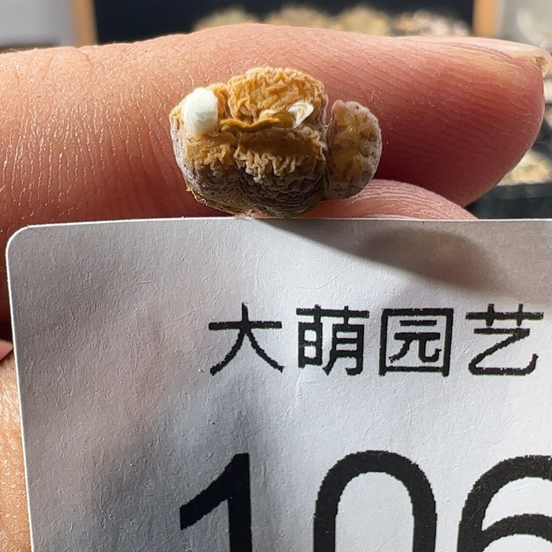 一物一拍MG1456.7冰渣火柴勋章，106