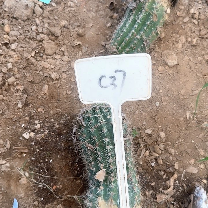 用***7C37毛花柱瑕疵球女神30的