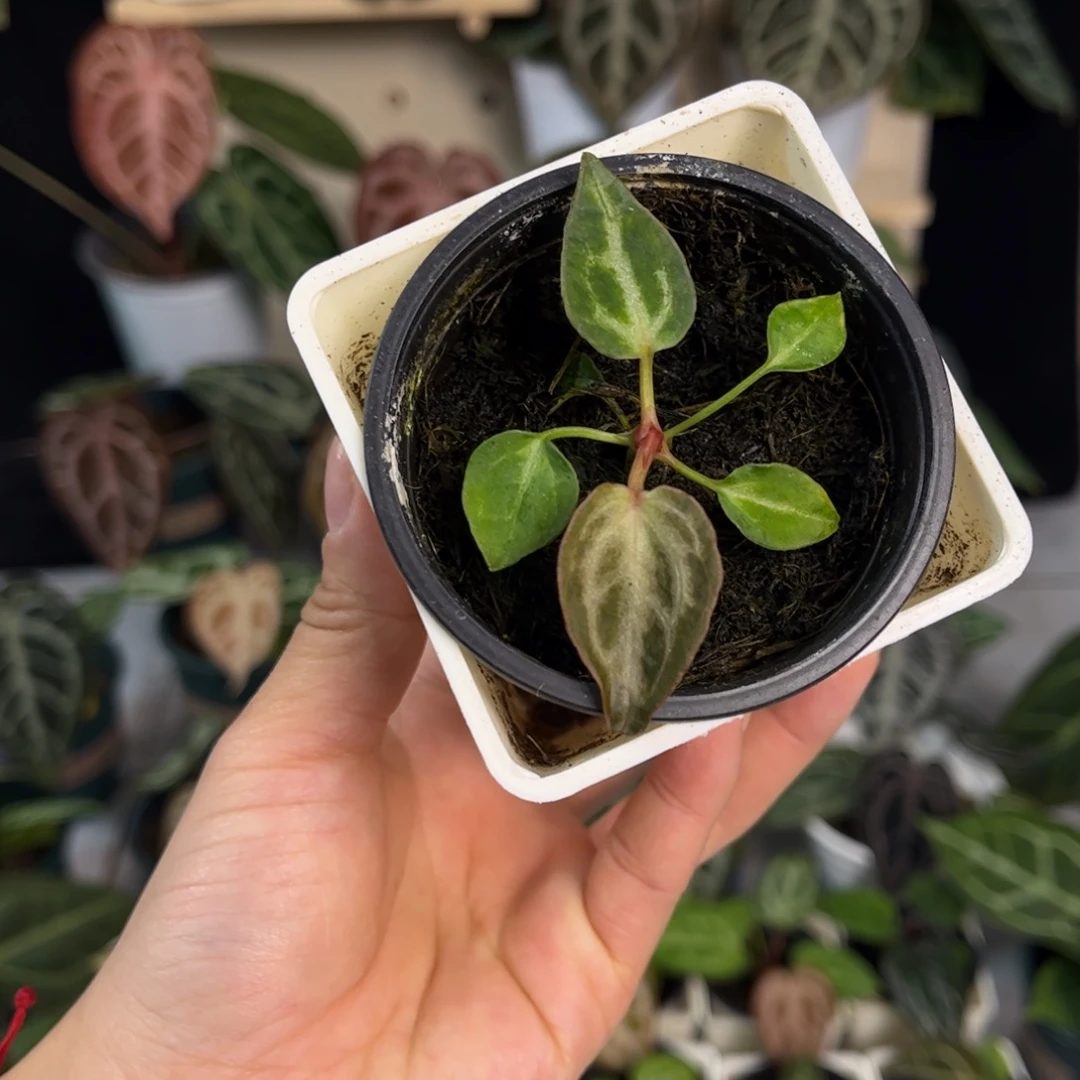 无花朵001 红水晶粗脉个体