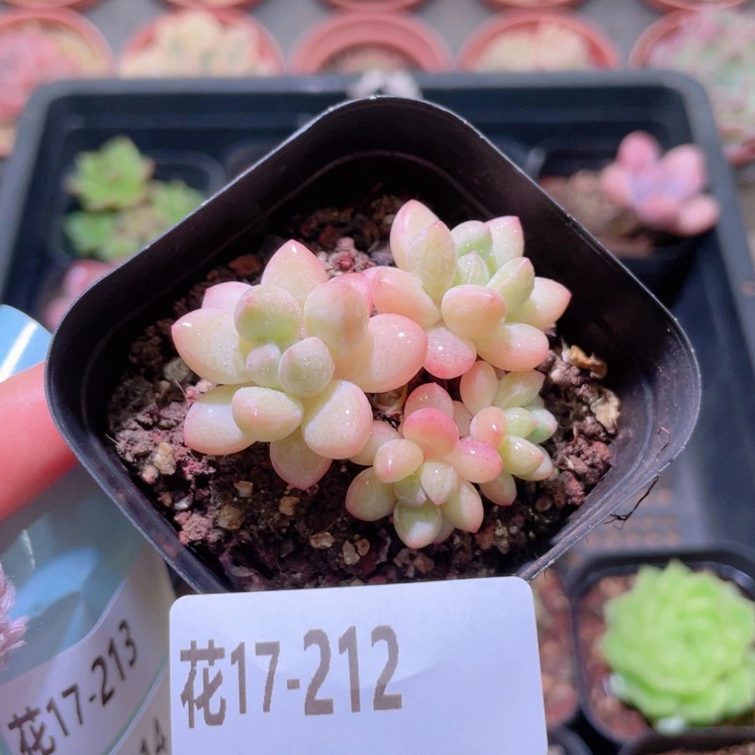花利美17-212泡泡糖