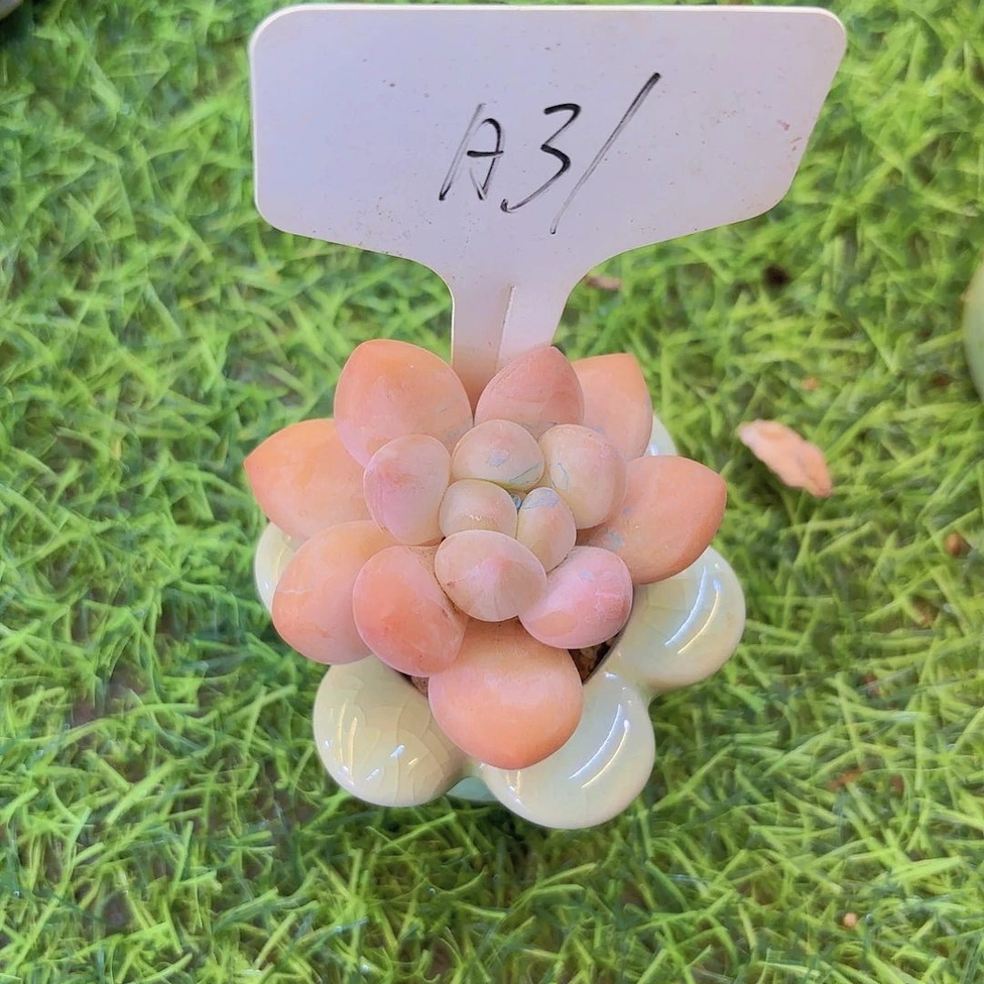 M***I云南金致家精品多肉