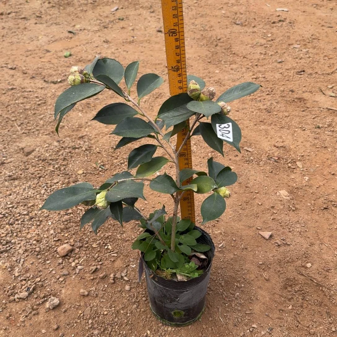 少量花朵（建议范围：2朵-5朵 或40%以下）304赛牡丹