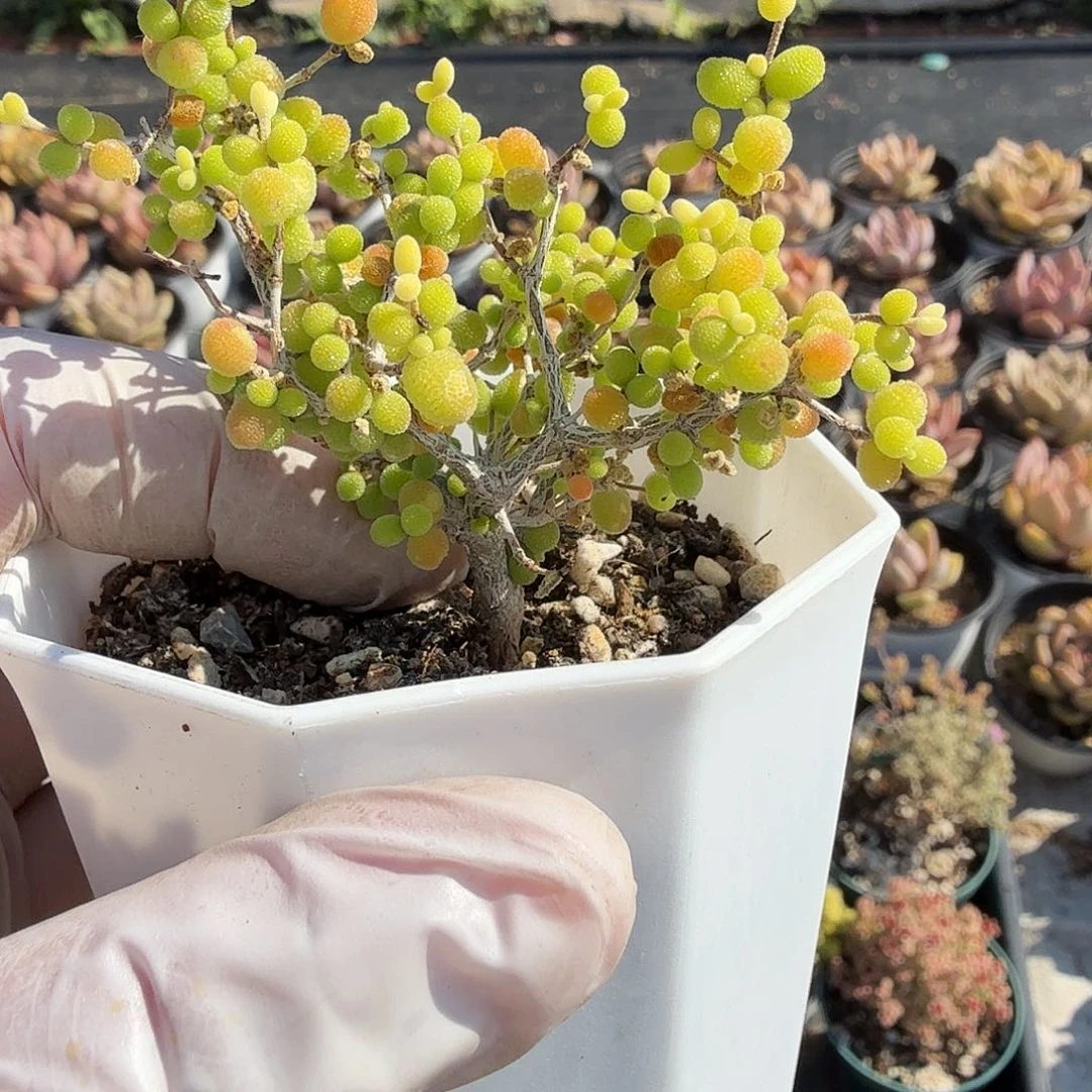 枝干番杏米粒满20包邮