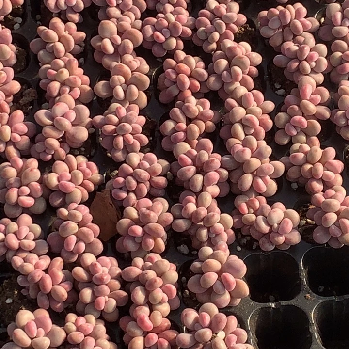 桃蛋双头  拍5发7颗   （不满9.99发叶子）