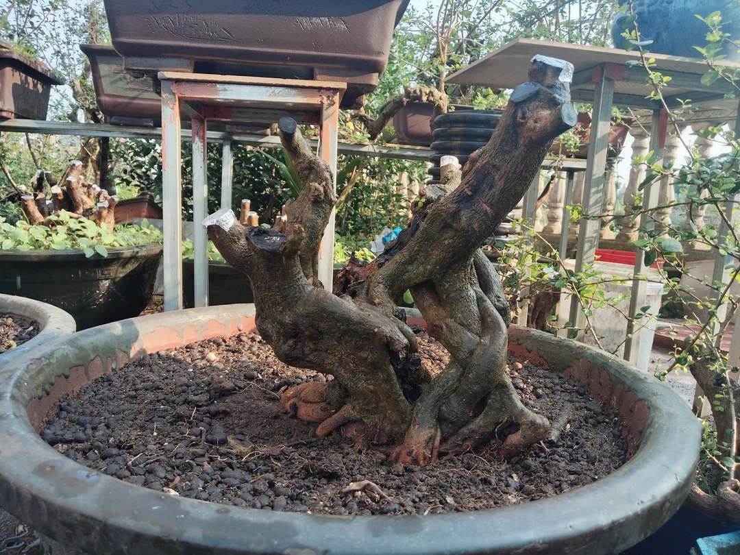 海南儋州博兰盆景