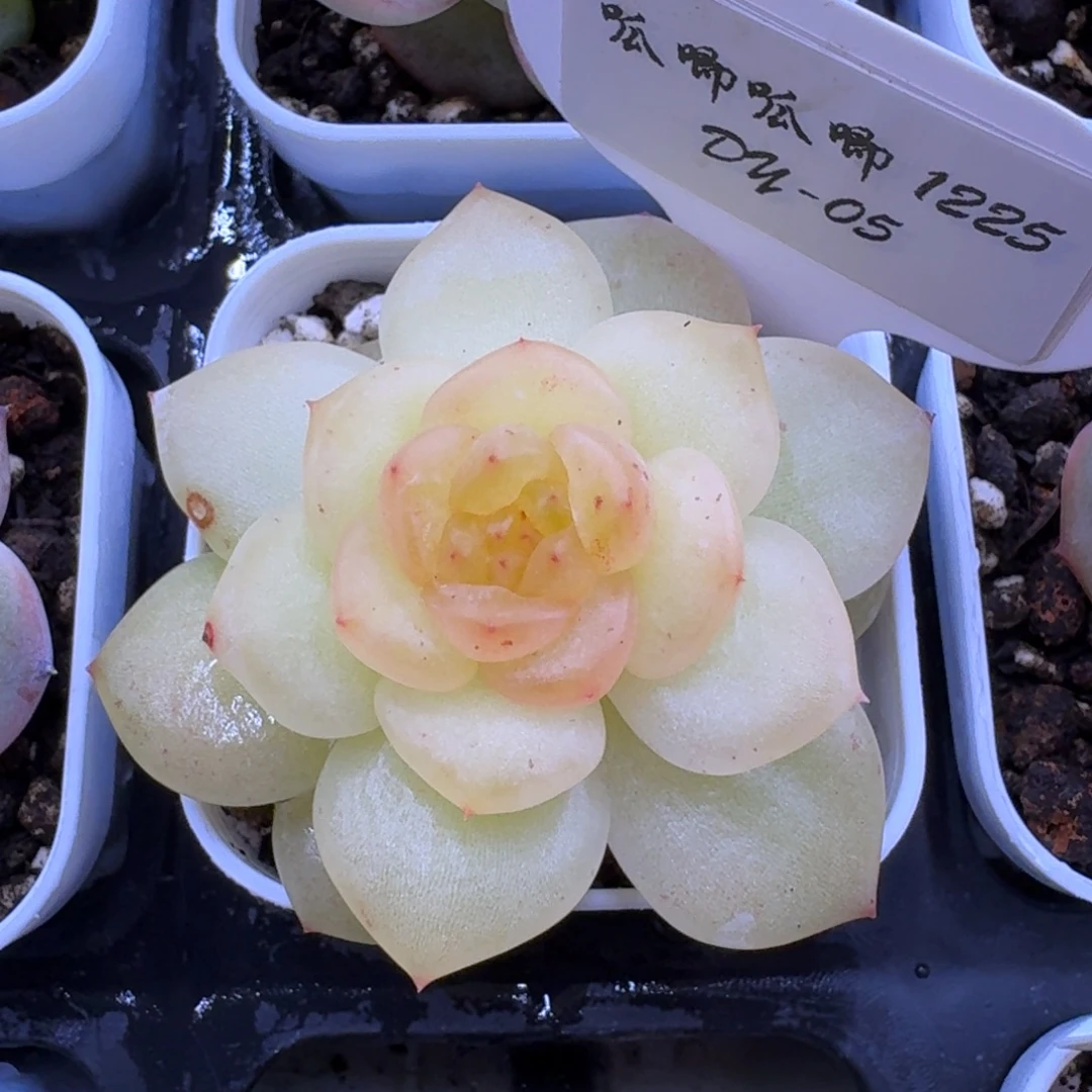 1225-05-陵容单头一颗