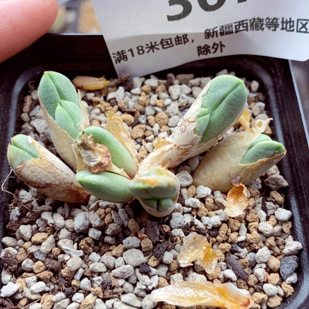 我的小姐姐们都是367