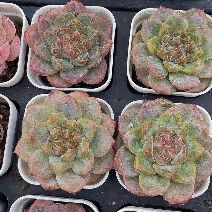 血芙蓉带盆土发货