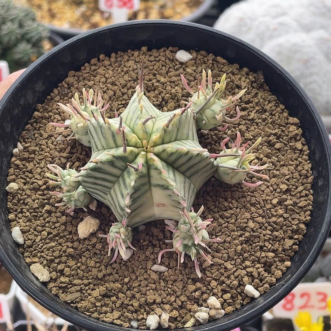 斑马锦大戟 带盆土包邮