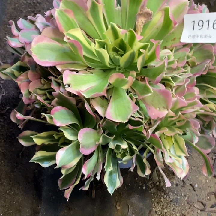 白凤多肉断头不包1916