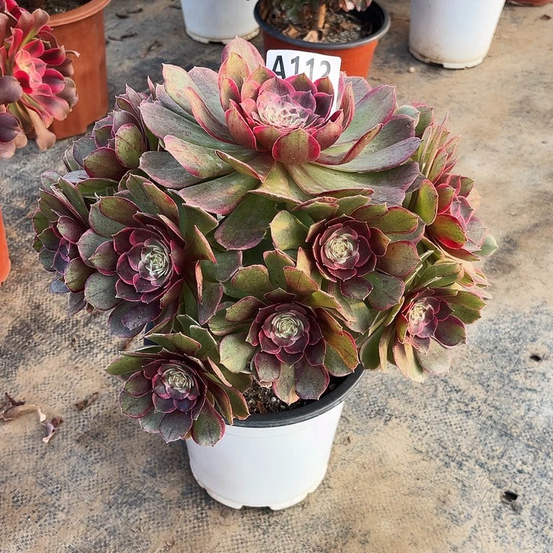 多肉植物粉花妖112多肉