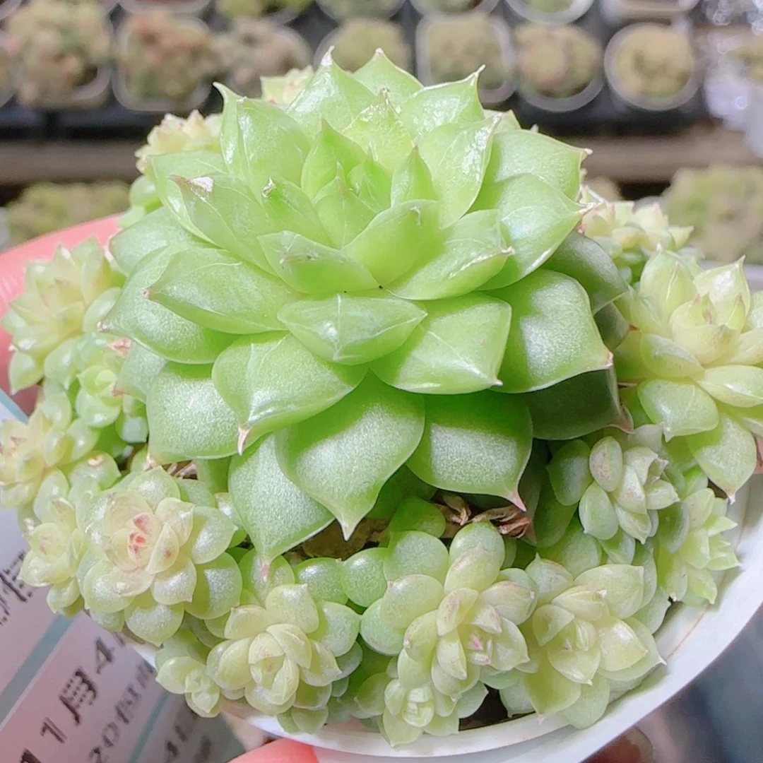 花语逸镜1104-251整