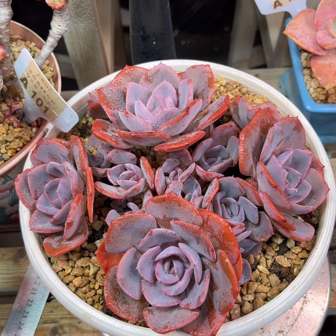 尘埃玫瑰多肉植物dudubn