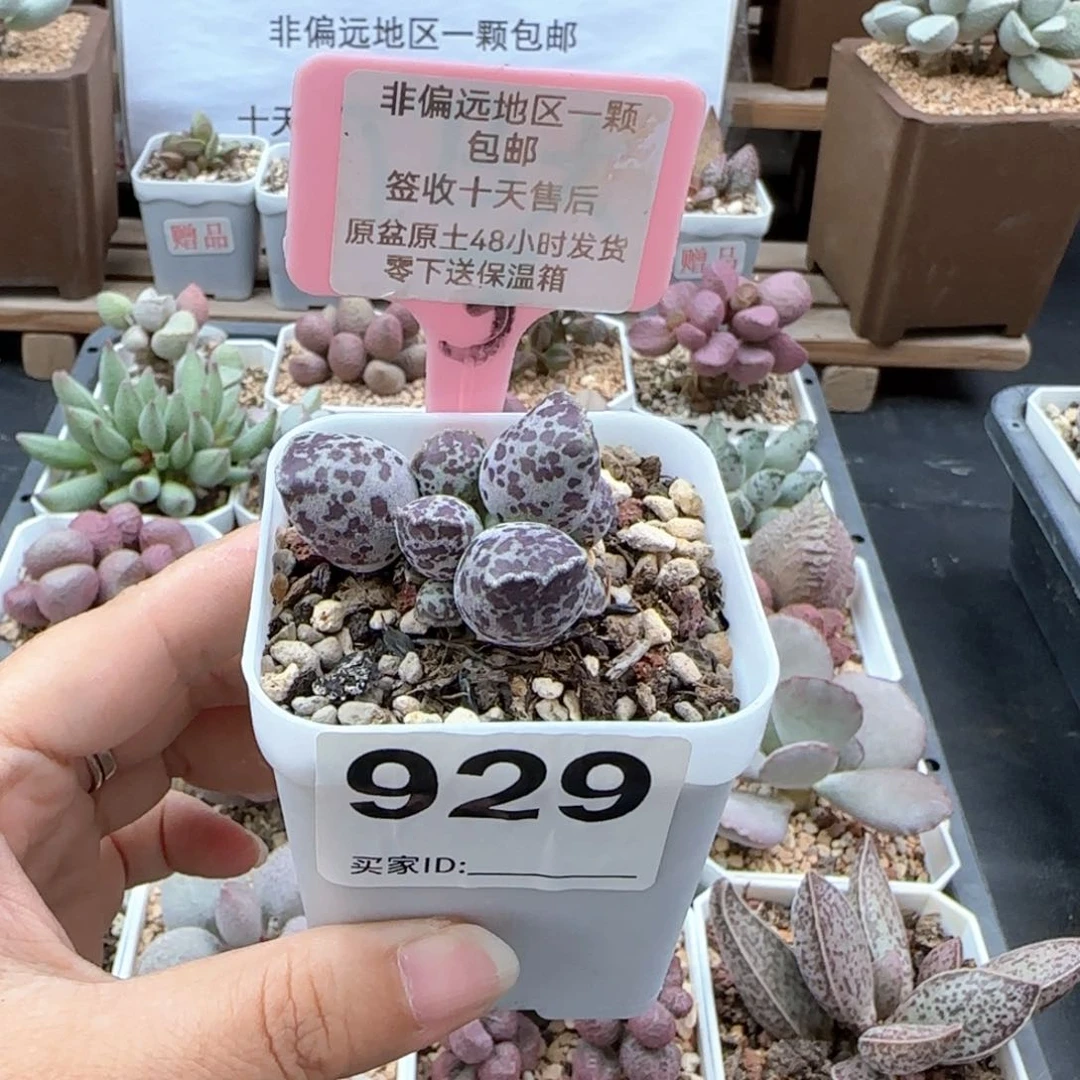 9****师929达摩海报多肉植物