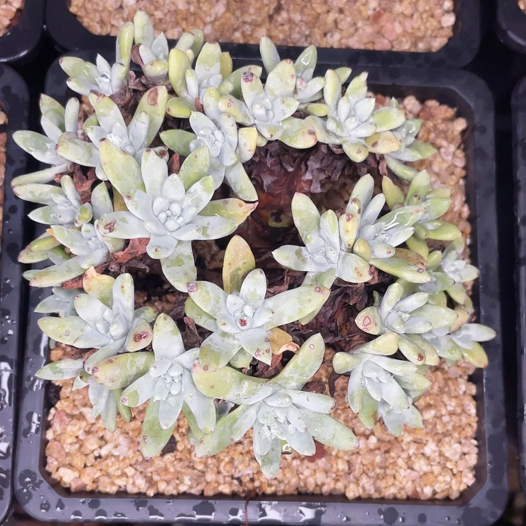 法豆老桩多头群生