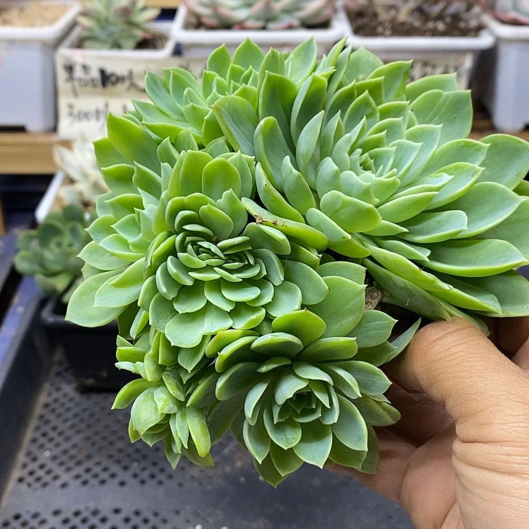 2135 三色堇 不售后