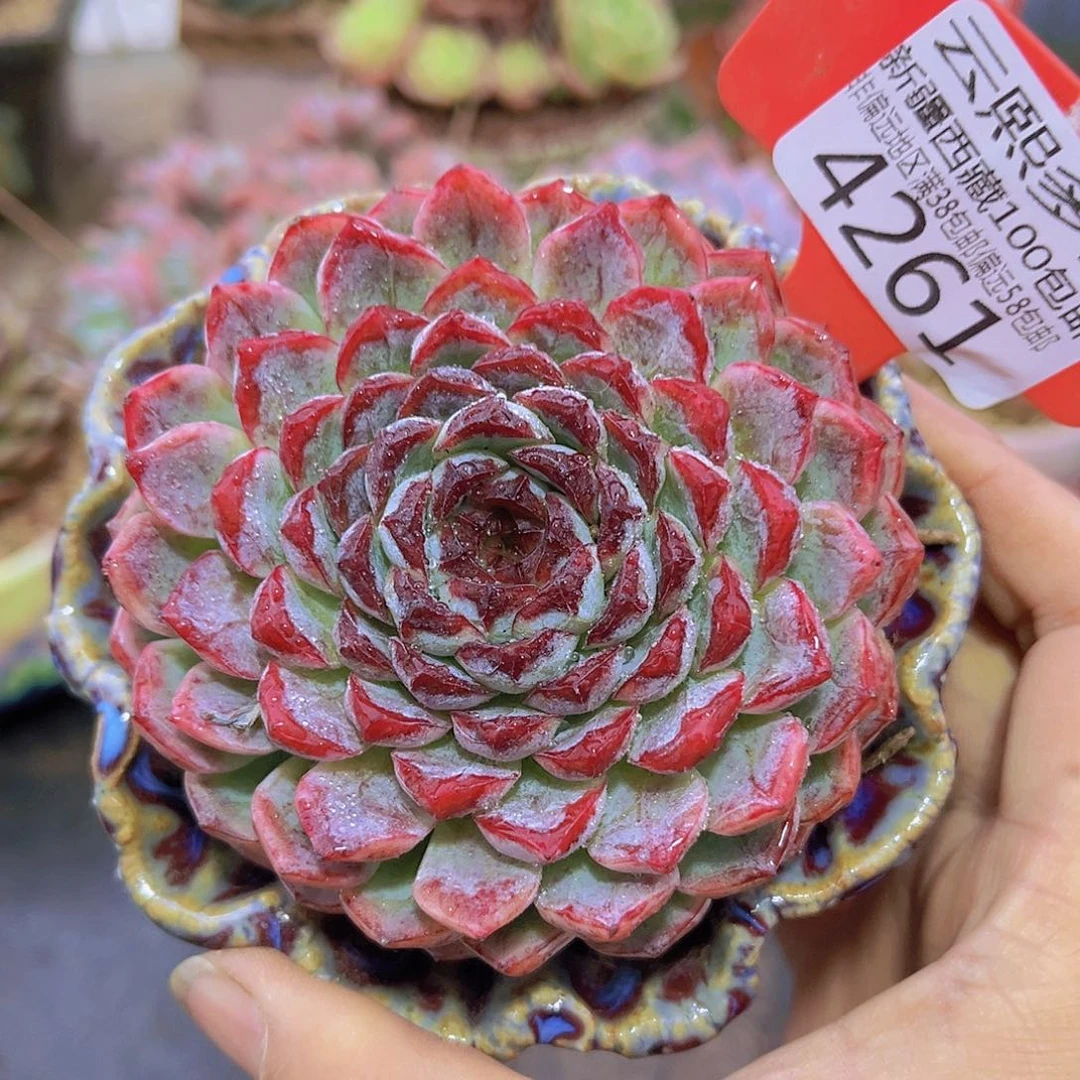 4261不知名。