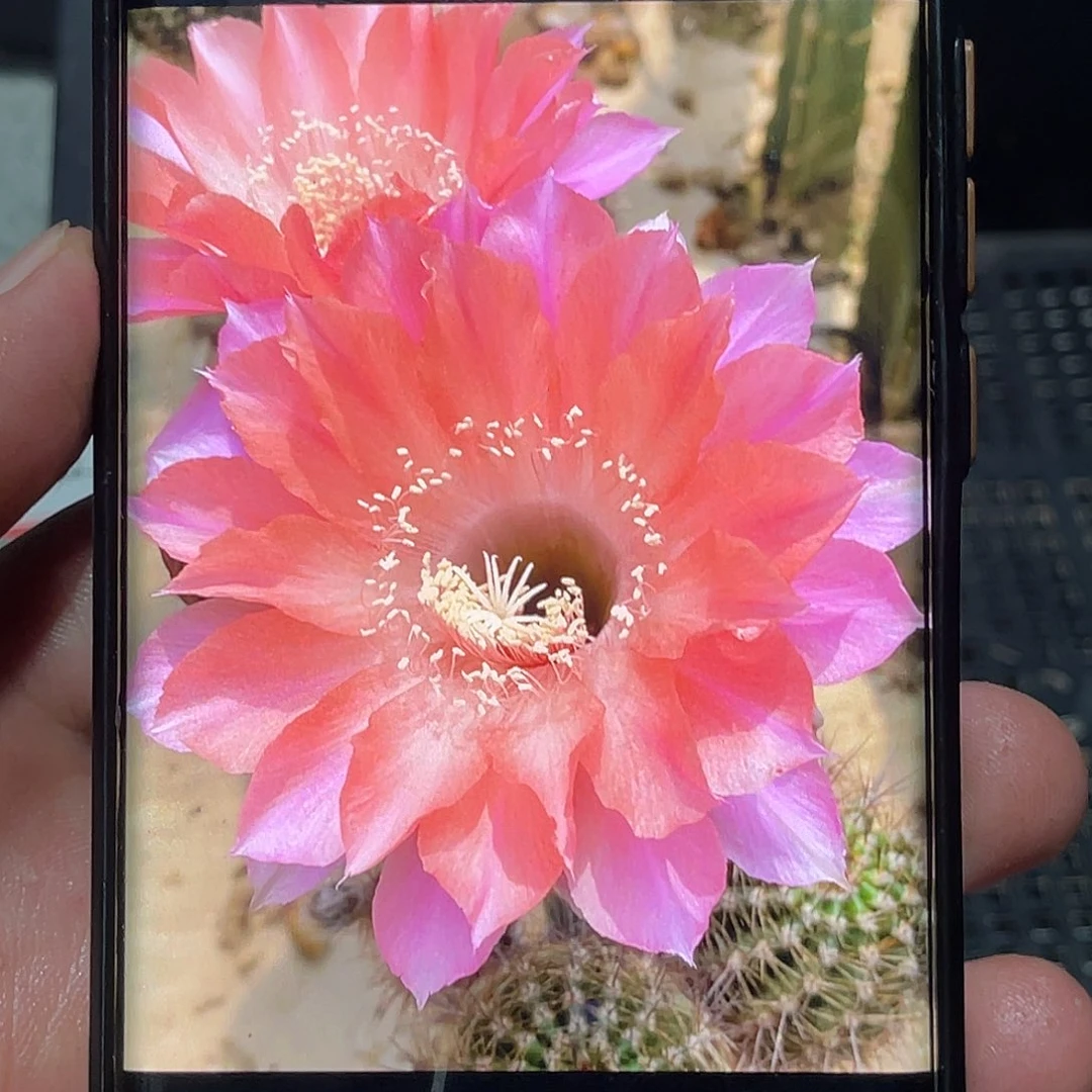 彩 羽叶春侧芽 歪 满20包邮高 6公分