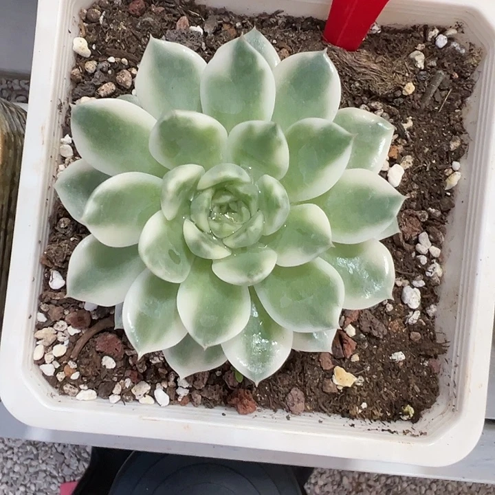 869号冰岛长茶锦多肉